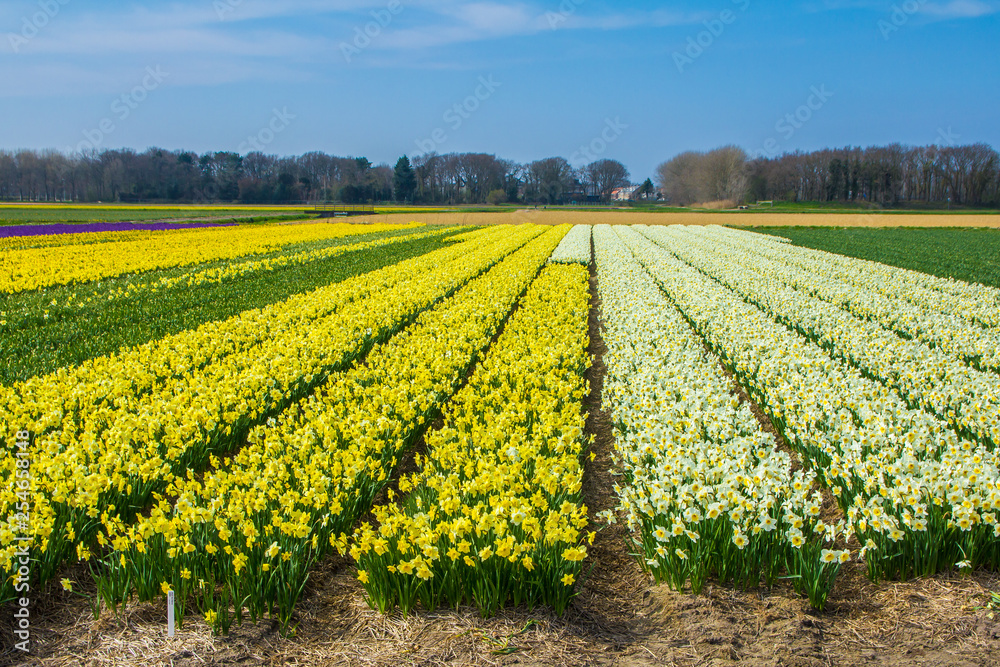 field of yellow dutch daffodil flowers in Dutch field with blue sky background