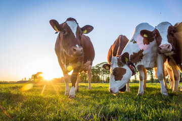 Cows
