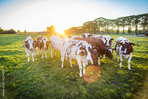 Cows