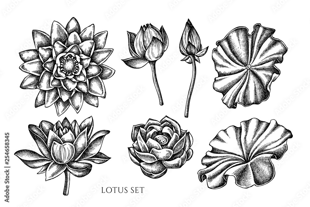 Vector collection of hand drawn black and white lotus