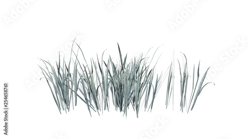 Thick Grass in the winter - isolated on white background