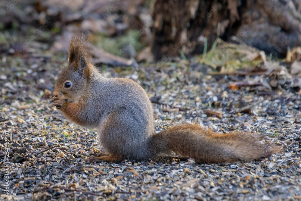 Close up of a squirrel eating seeds with his hands Close up of a squirrel eating seeds with his hands
