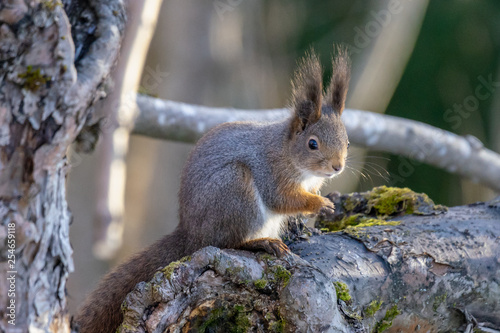 Close up of a squirrel sitting in a tree © Magnus