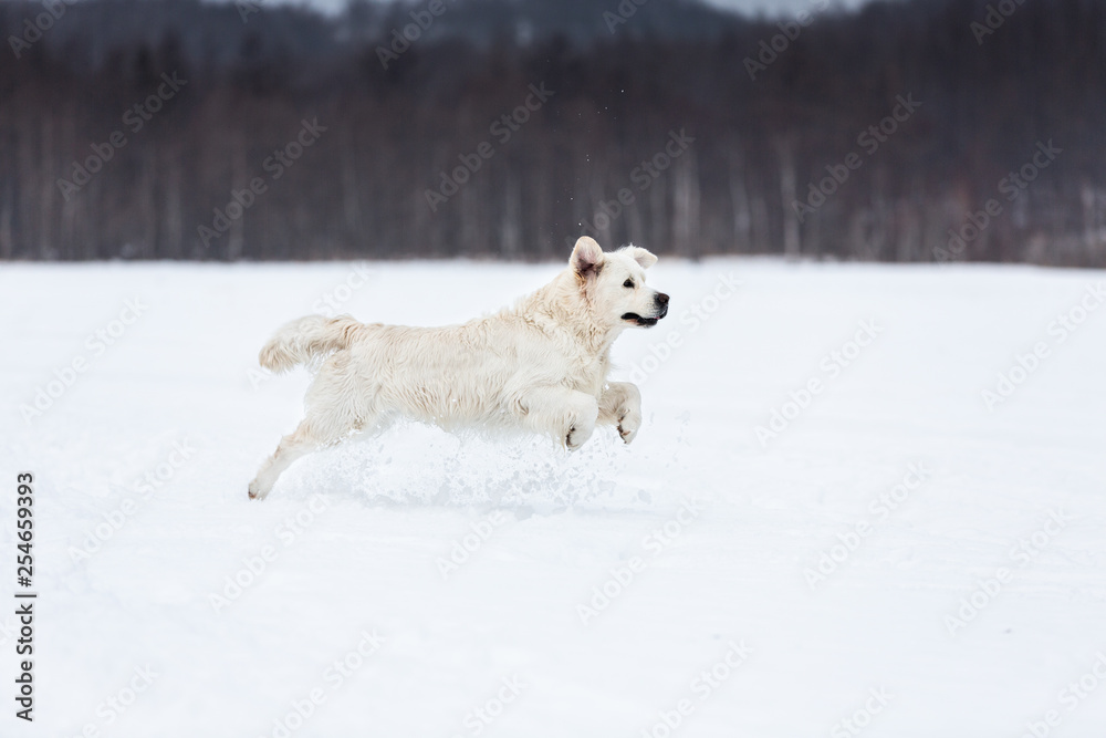 Happy golden retriever dog running fast in the field in winter