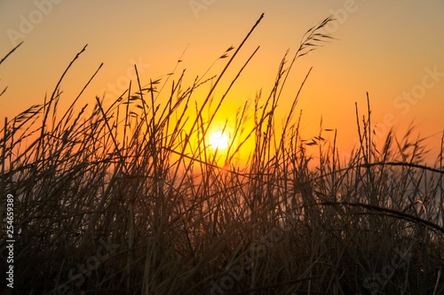 Sunset behind branches (South Africa)