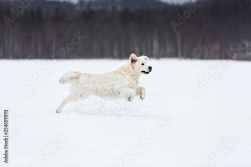 Happy golden retriever dog running fast in the field in winter