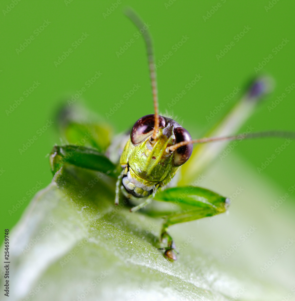 Naklejka premium Smiling Grasshopper Showing Teeth