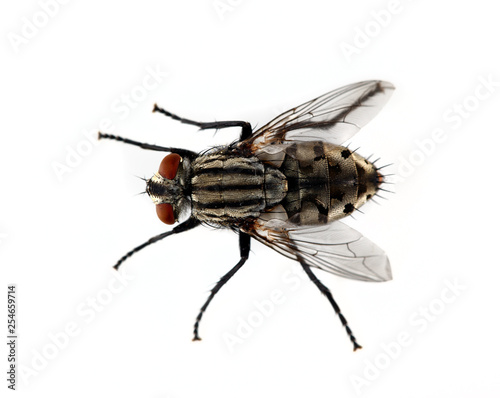 Leinwand Poster Isolated Fly on a White Background