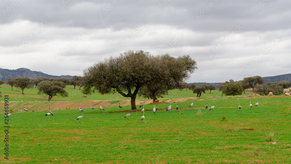 Obraz premium common to eating in a meadow crane