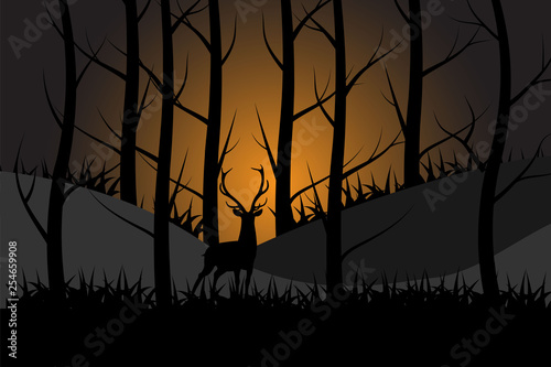 sunset in the forest