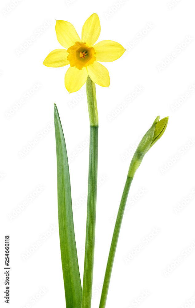 Single narcissus flower isolated on a white background Single narcissus flower isolated on a white background