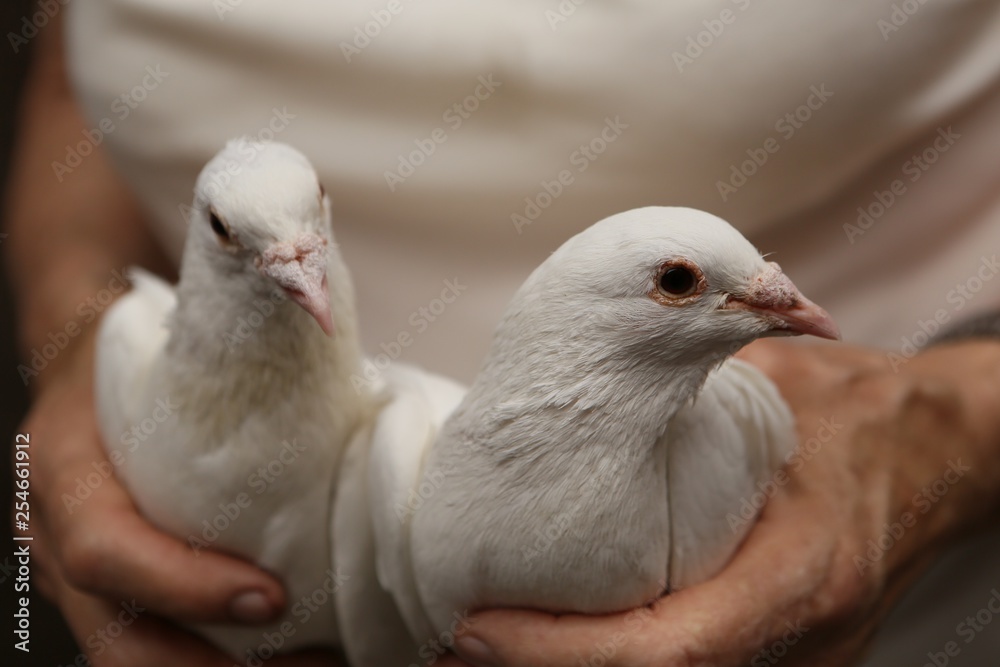 white tame wedding pigeons sit in the hands of the owner