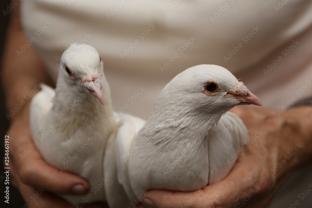 white tame wedding pigeons sit in the hands of the owner white tame wedding pigeons sit in the hands of the owner