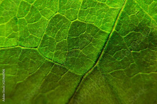 Green leaf close-up background. Leaf macro shot.