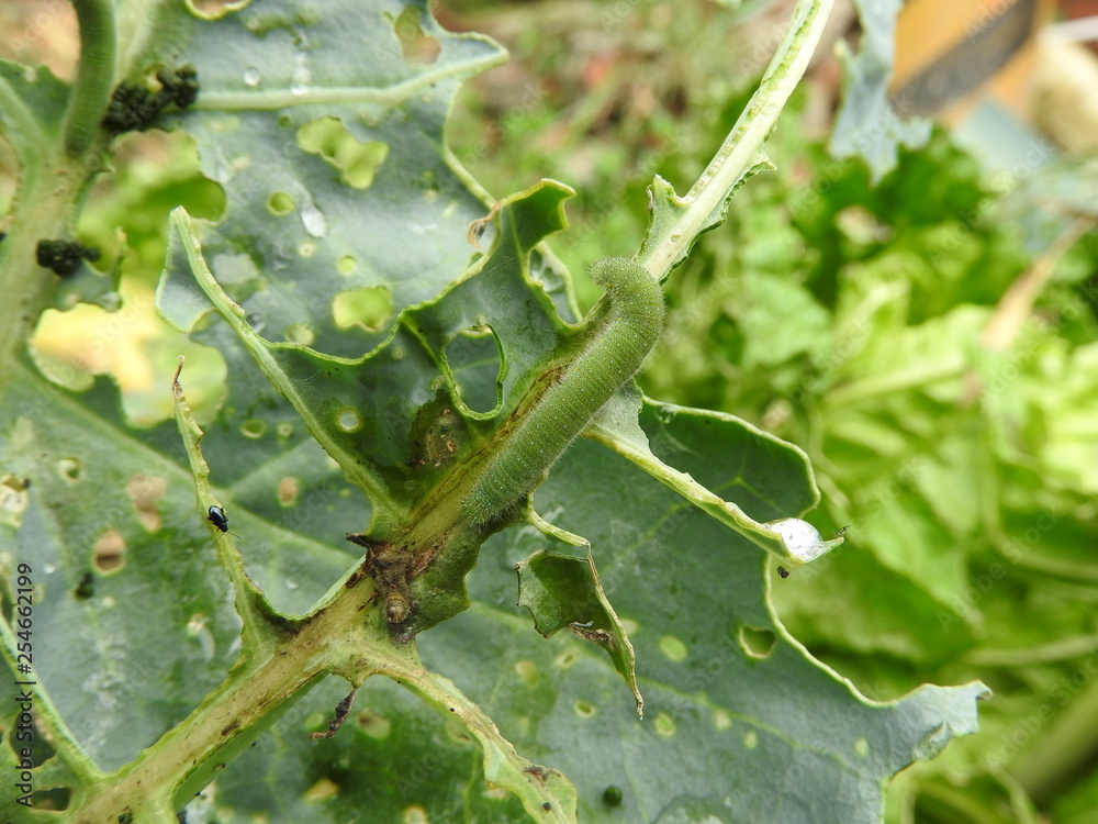 Naklejka premium Close up of leaves of organic green vegetables are eaten by green caterpillars to form many holes in the vegetable garden outdoors in the morning. Eco-friendly planting, nature, organic concept.