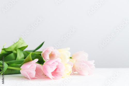 Spring tulips on white background. Copy space. Holiday card  mother s day concept  8 march
