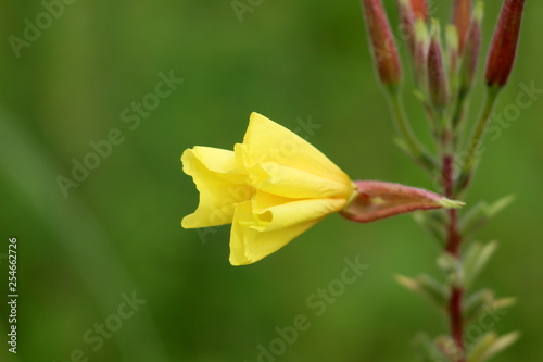 фотографія Common evening primrose or Oenothera biennis or Evening star or Sun drop or Weed