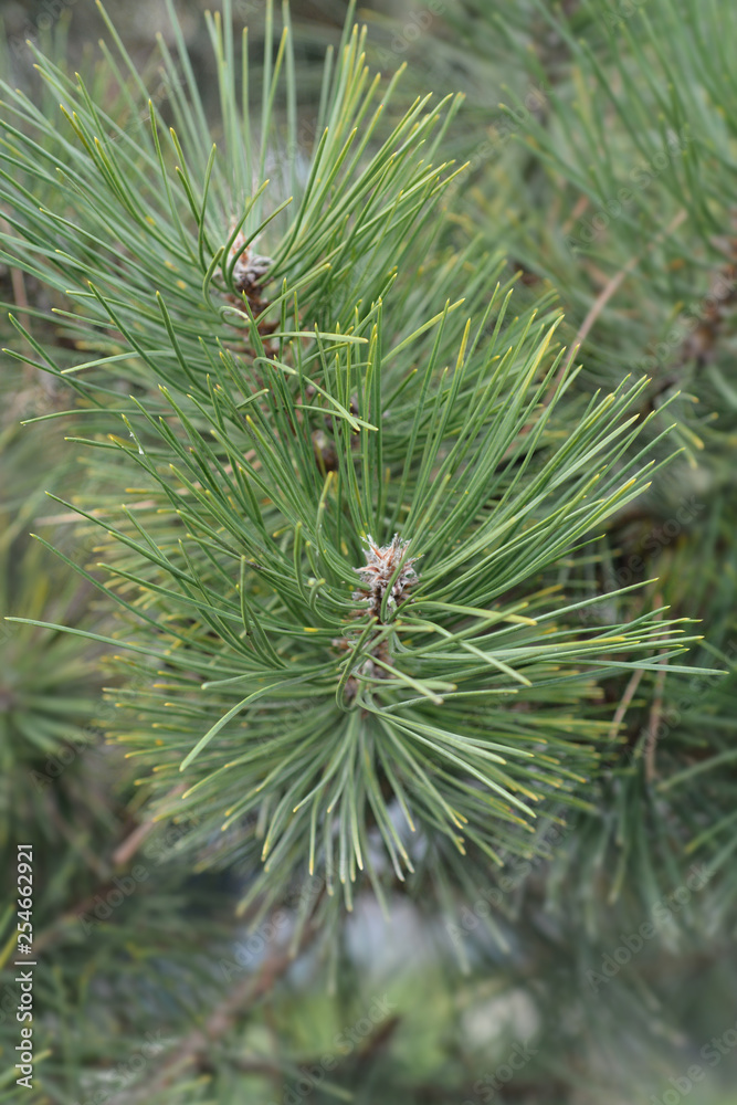 Black pine Black pine