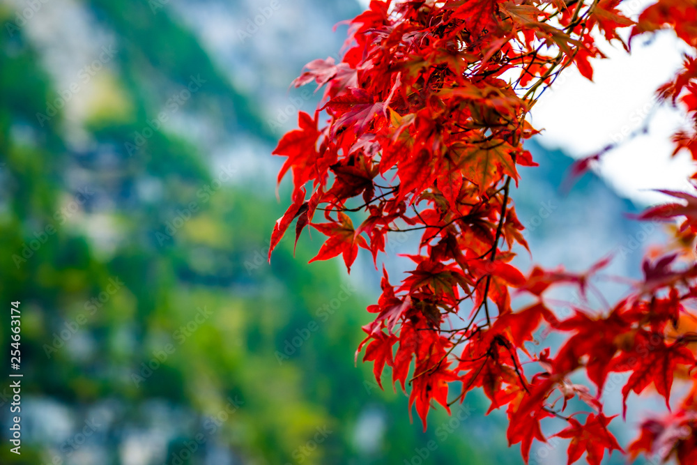 beautiful autumn bright red leaves on the branches beautiful autumn bright red leaves on the branches
