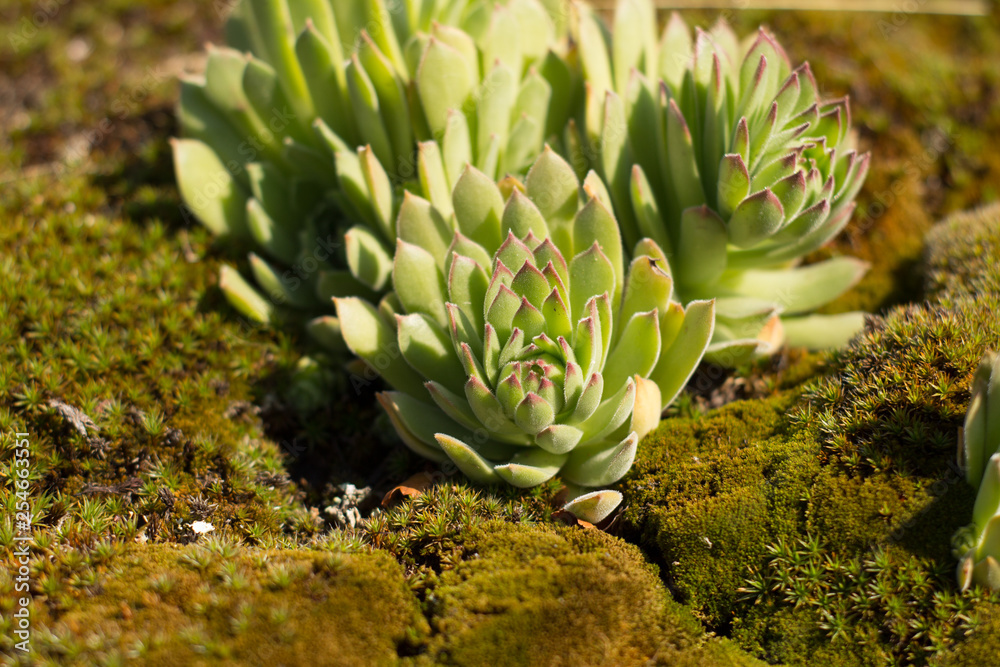 Close up of succulents in mountains in sunny day Close up of succulents in mountains in sunny day