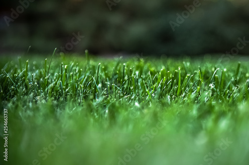 green fresh sunny lawn in summer with a hill and defocused trees