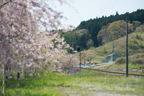 桜と線路