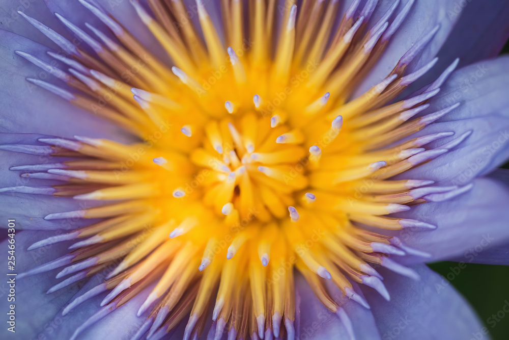 Fototapeta premium Pollen, lotus flower, colorful and attractive.