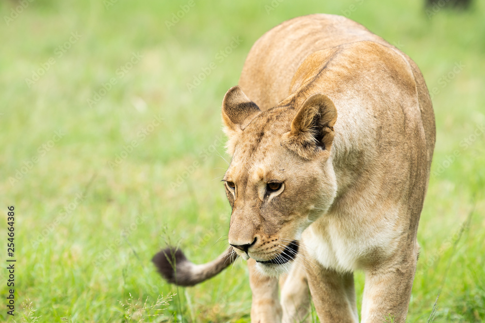 Lioness walking while looking down. Lioness walking while looking down.