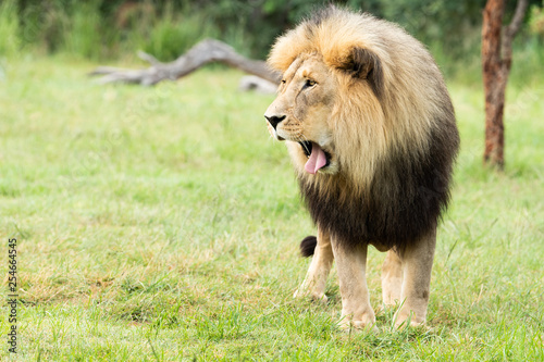 male lion yawning with toung out