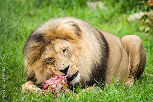 male lion eating meat