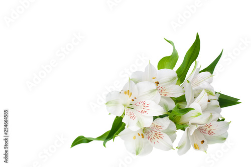 White alstroemeria flowers corner on white background isolated close up, lily flowers bunch for decorative border, holiday poster, design element for banner, lilies floral pattern for greeting card