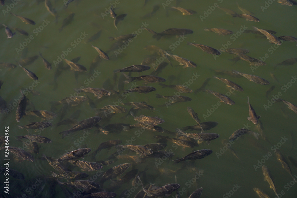 Lots of fish in a river or lake. Fishing in the mountains or in the forest. Stock photo Lots of fish in a river or lake. Fishing in the mountains or in the forest. Stock photo