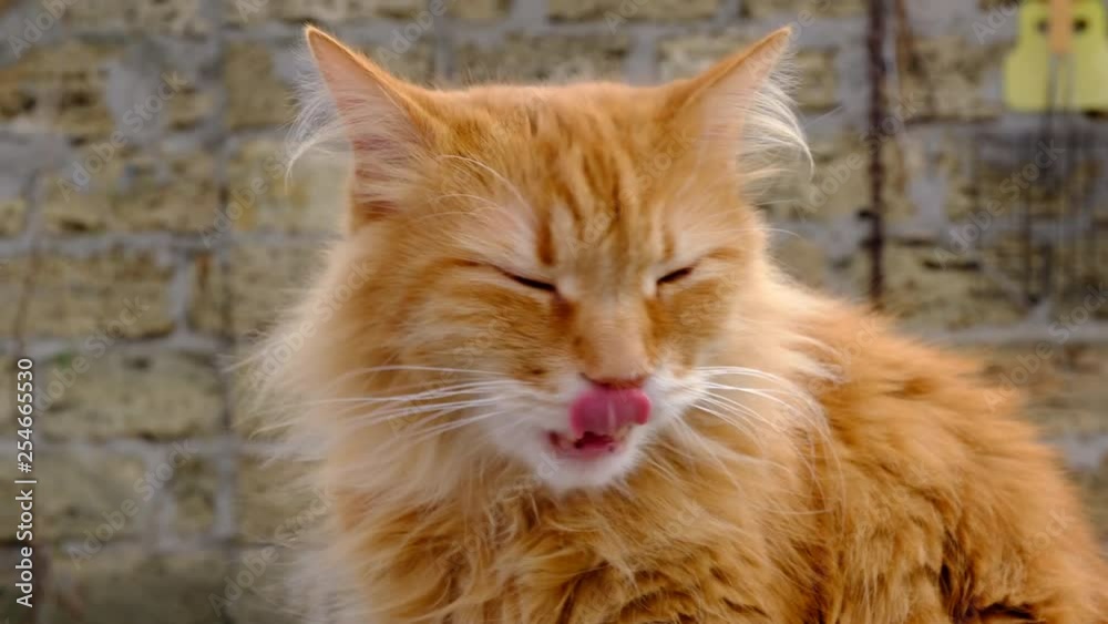 fluffy red cat yawns on the street, portrait fluffy red cat yawns on the street, portrait