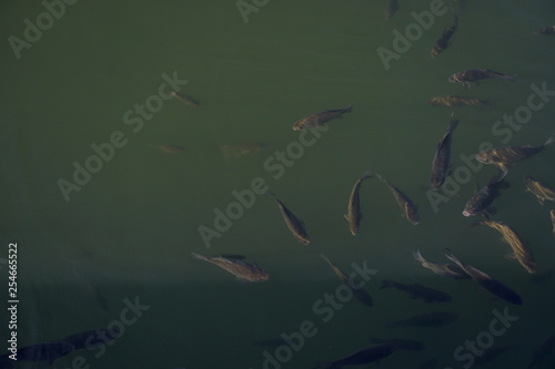 Lots of fish in a river or lake. Fishing in the mountains or in the forest. Stock photo