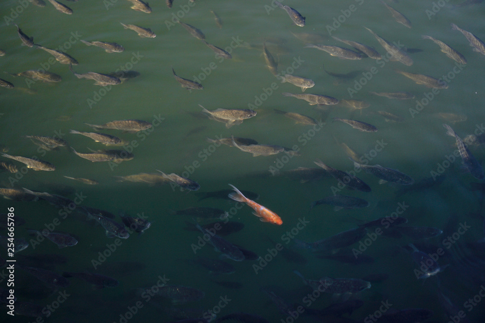 Lots of fish in a river or lake. Fishing in the mountains or in the forest. Stock photo Lots of fish in a river or lake. Fishing in the mountains or in the forest. Stock photo
