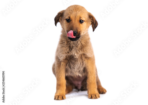 Closeup of cute light brown puppy sitting isolated on white background