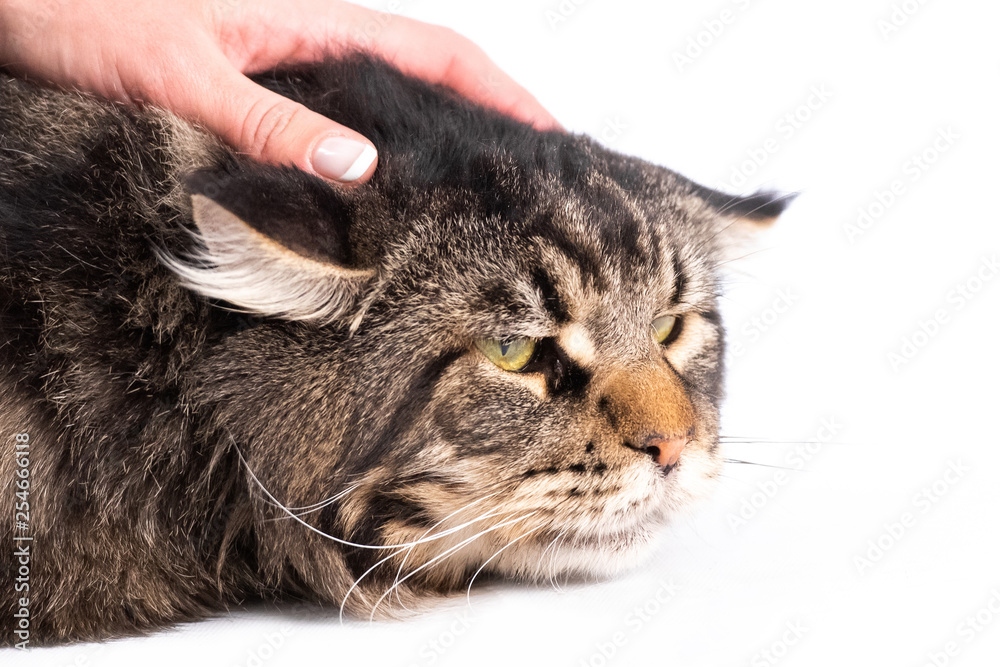 Closeup of hand stroking fluffy striped cat's head isolated on white background