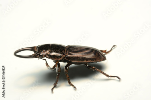 Old-sculptured stag beetle isolated on white background.Close-up photography, macro body of black beetle,