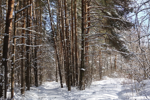 Winter landscape: snow in the thicket of the forest