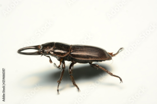 Old-sculptured stag beetle isolated on white background.Close-up photography, macro body of black beetle,