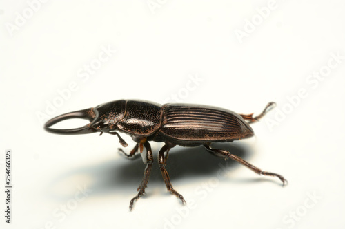 Old-sculptured stag beetle isolated on white background.Close-up photography, macro body of black beetle, © kasira698