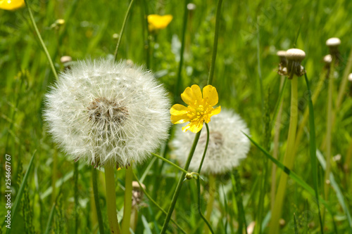 Dandelion fluff or fruitfluff blossom and buttercups in a meadow field