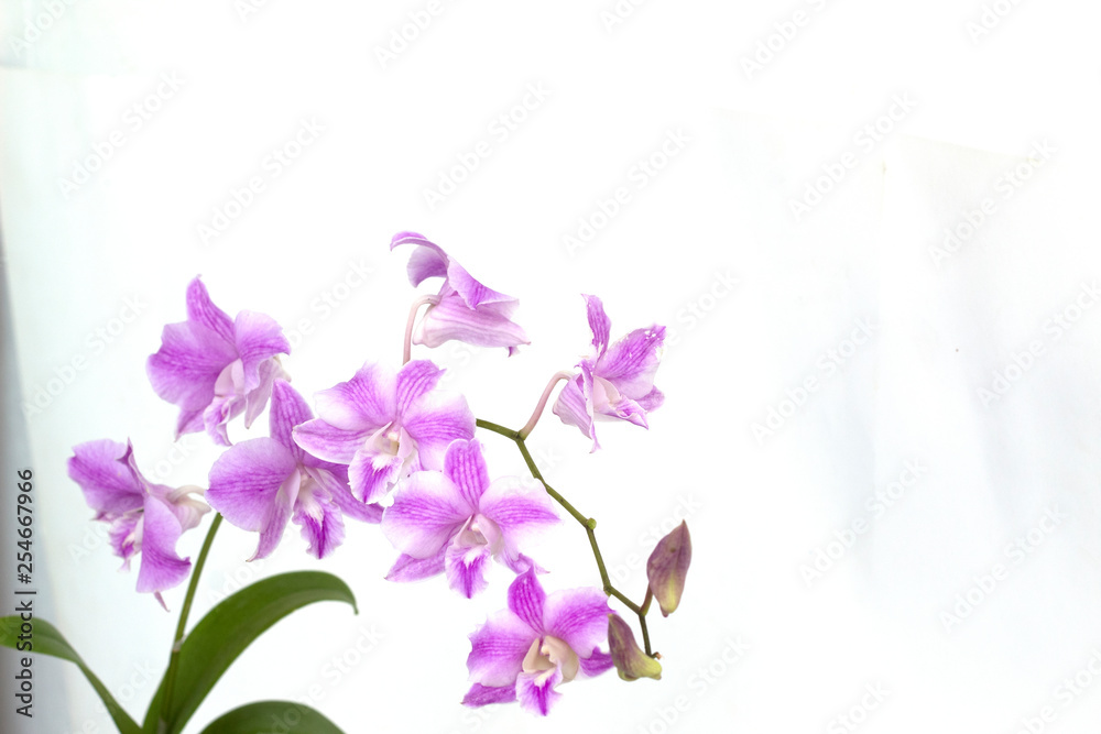 Dendrobium orchids on white background Dendrobium orchids on white background
