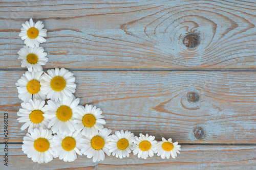 A line of daisy flowers on a wooden empty copy space background © trinetuzun