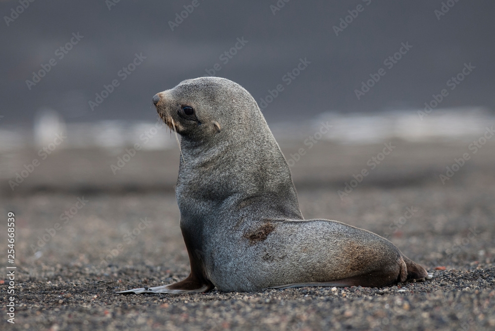 Fototapeta premium Antarctic fur seal, Deception Island ,Antartic peninsula.