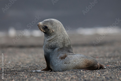 Antarctic fur seal, Deception Island ,Antartic peninsula.