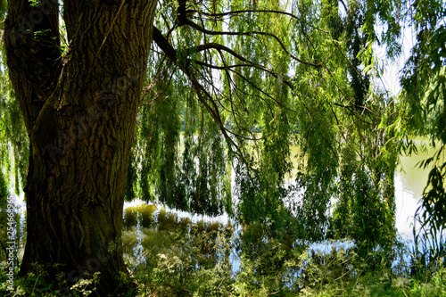 saule ypres 2 photo