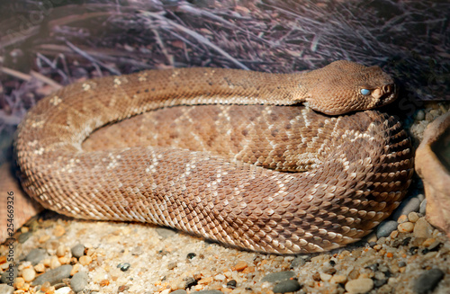 Red diamond rattlesnake. This is a fairly large poisonous snake with a red (rarely grayish) color. Large diamonds along the back are slightly darker than the General background of the torso. These sna photo