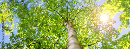 Fotografia, Obraz New birch leaves