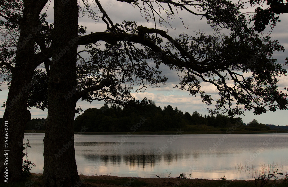 Tree on lake